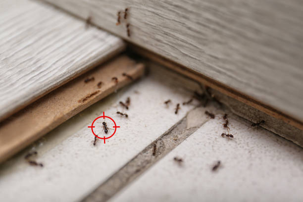 Spider Control Near Me in Claycomo, MO